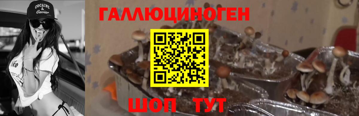 Галлюциногенные грибы мухоморы Кузнецк